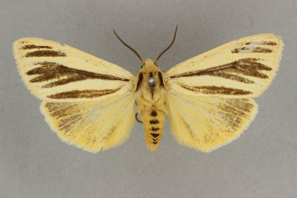 /filer/webapps/moths/media/images/D/dorsalis_Popoudina_AF_BMNH.jpg