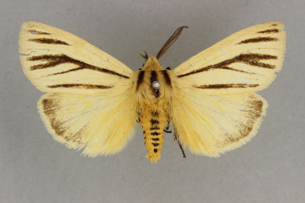 /filer/webapps/moths/media/images/D/dorsalis_Popoudina_AM_BMNH.jpg
