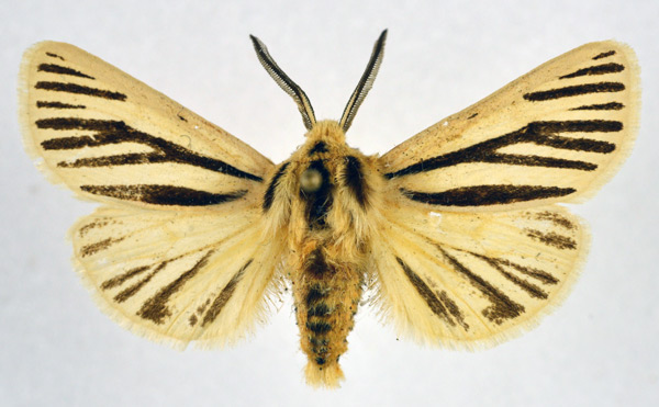 /filer/webapps/moths/media/images/D/dorsalis_Popoudina_AM_NHMO.jpg