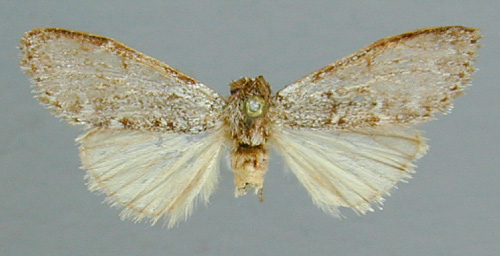 /filer/webapps/moths/media/images/D/dorsalis_Tenostaura_HT_RMCA.jpg