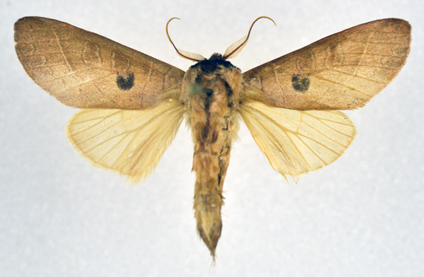 /filer/webapps/moths/media/images/D/dorsimaculata_Tmetopteryx_AM_NHMO_02.jpg