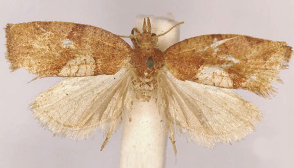 /filer/webapps/moths/media/images/D/dorsiplagana_Lozotaenia_LT_SAMC.jpg