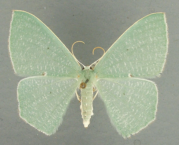 /filer/webapps/moths/media/images/D/dorsipunctata_Prasinocyma_AF_TMSA.jpg
