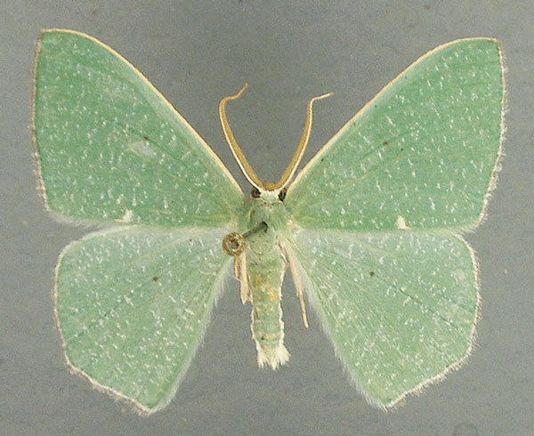 /filer/webapps/moths/media/images/D/dorsipunctata_Prasinocyma_AM_TMSA.jpg