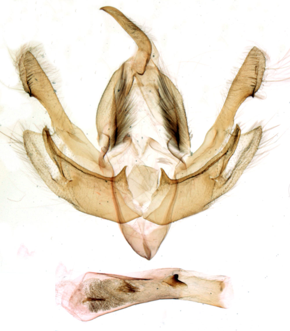 /filer/webapps/moths/media/images/D/dorsti_Dorstiana_GMPT_MNHN_BL1032.jpg