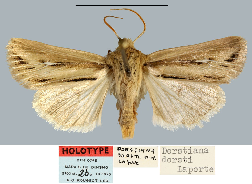 /filer/webapps/moths/media/images/D/dorsti_Dorstiana_HT_MNHN.jpg