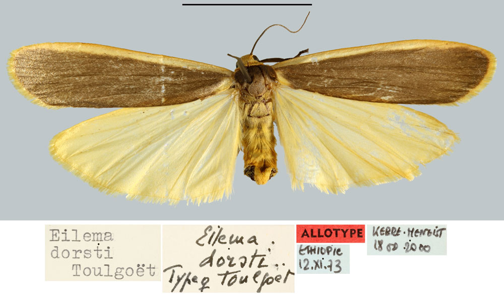 /filer/webapps/moths/media/images/D/dorsti_Eilema_AT_MNHN.jpg