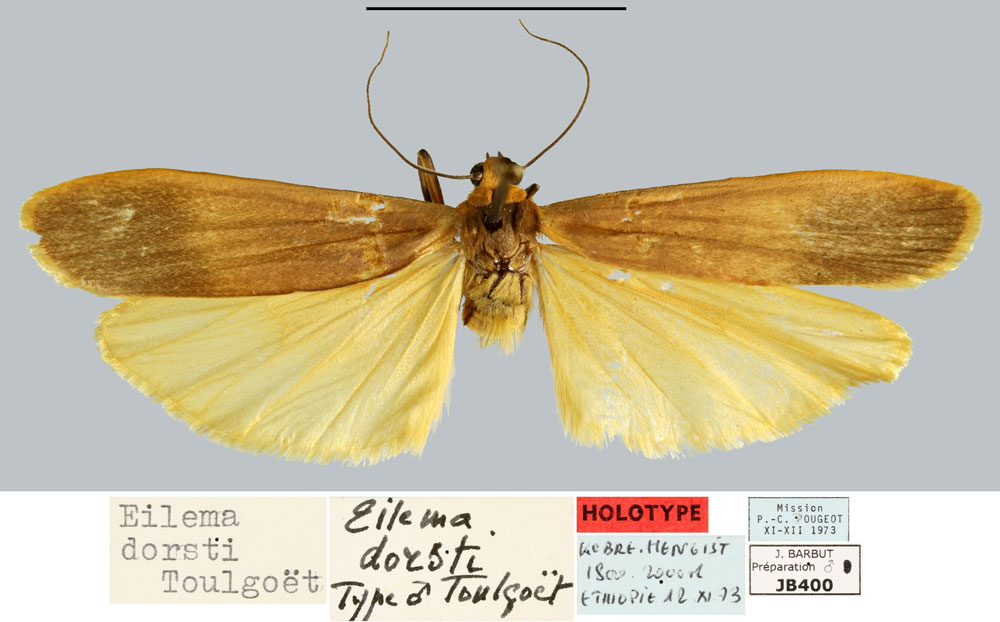 /filer/webapps/moths/media/images/D/dorsti_Eilema_HT_MNHN.jpg