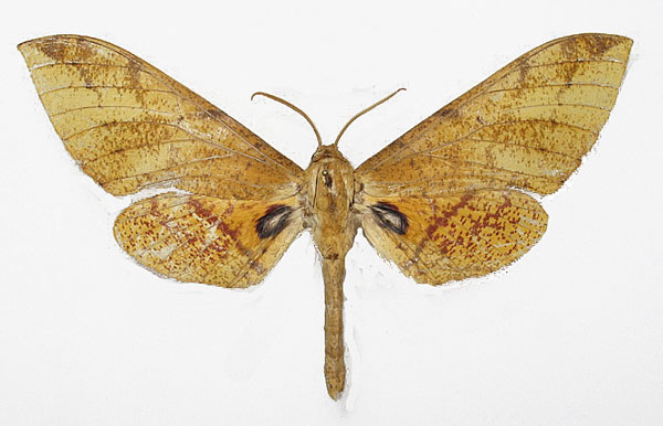 /filer/webapps/moths/media/images/D/dorsti_Platypshinx_AM_Basquin_02.jpg