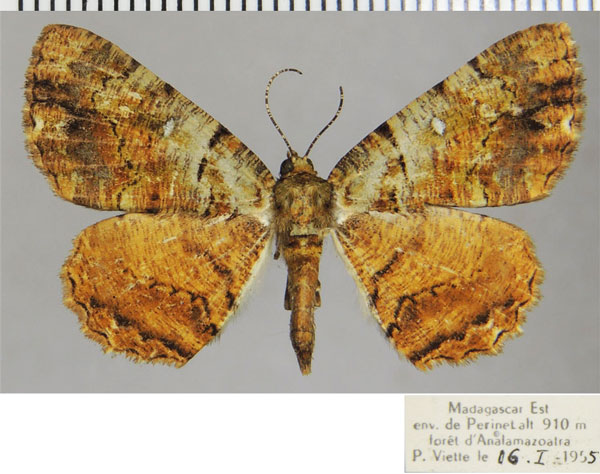 /filer/webapps/moths/media/images/D/doto_Xylopteryx_AM_ZSM_01.jpg