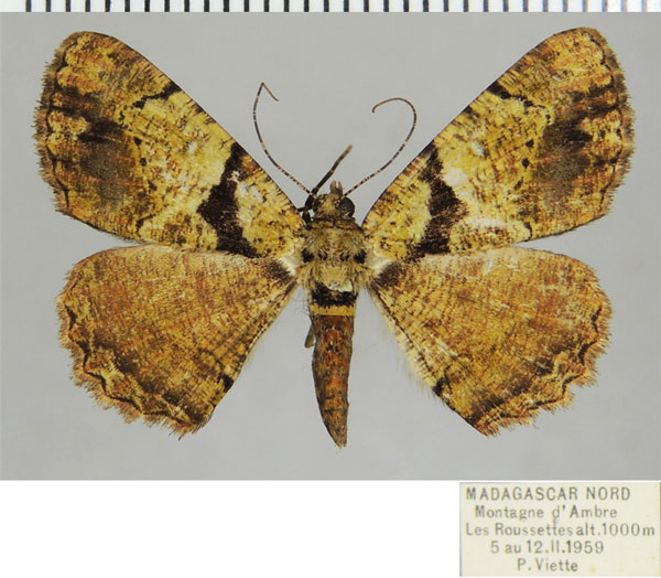 /filer/webapps/moths/media/images/D/doto_Xylopteryx_AM_ZSM_02.jpg