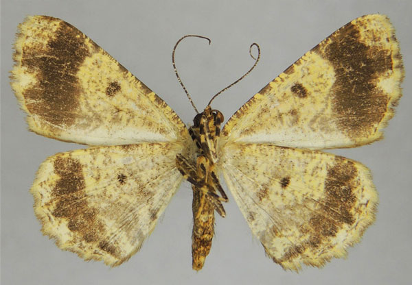 /filer/webapps/moths/media/images/D/doto_Xylopteryx_AM_ZSMb.jpg