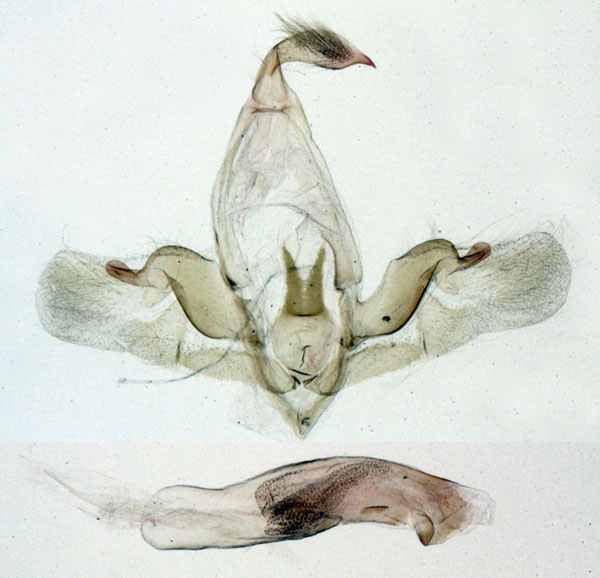 /filer/webapps/moths/media/images/D/douala_Marcipa_MHT_MNHN_320.jpg
