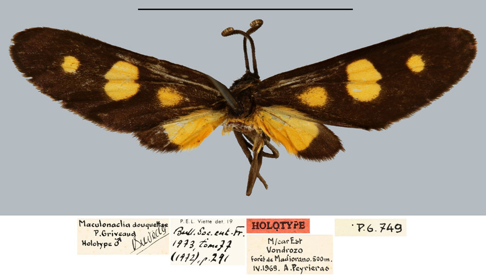 /filer/webapps/moths/media/images/D/douquettae_Maculonaclia_HT_MNHN.jpg
