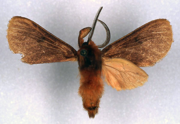 /filer/webapps/moths/media/images/D/dracoena_Metarctia_HT_RMCA_01.jpg