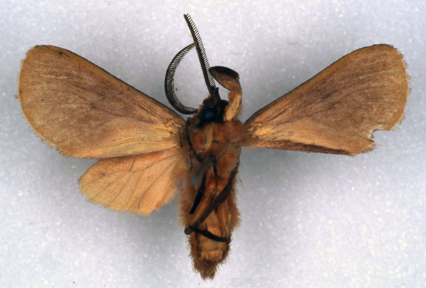 /filer/webapps/moths/media/images/D/dracoena_Metarctia_HT_RMCA_02.jpg