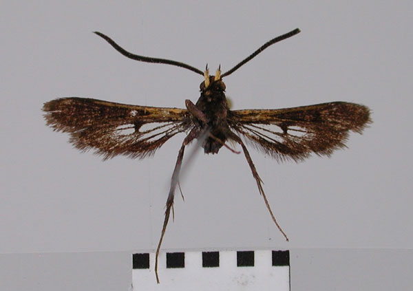 /filer/webapps/moths/media/images/D/dracomontana_Cabomina_HT_ZSM_01.jpg