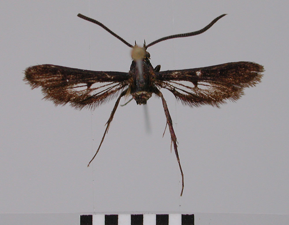 /filer/webapps/moths/media/images/D/dracomontana_Cabomina_HT_ZSM_02.jpg