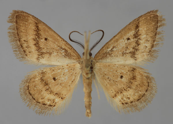 /filer/webapps/moths/media/images/D/draconigena_Idaea_HT_ZSM_02.jpg