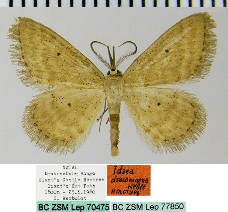 /filer/webapps/moths/media/images/D/draconigena_Idaea_HT_ZSMa.jpg