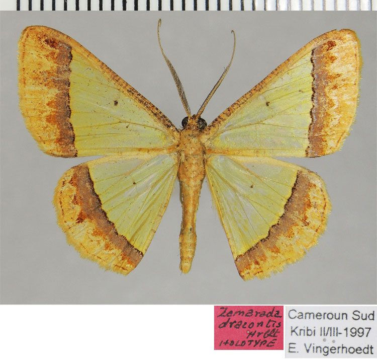 /filer/webapps/moths/media/images/D/dracontis_Zamarada_HT_ZSMa.jpg
