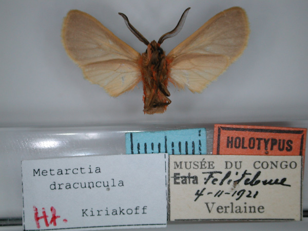 /filer/webapps/moths/media/images/D/dracuncula_Metarctia_HT_RMCA_02.jpg