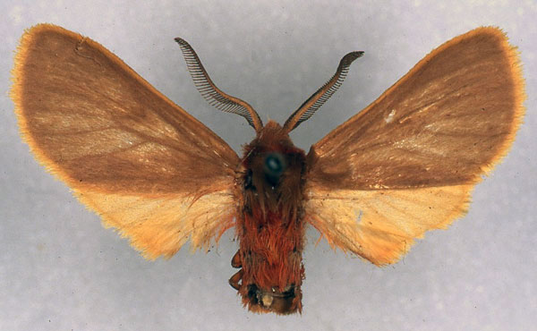 /filer/webapps/moths/media/images/D/dracuncula_Metarctia_HT_RMCA_03.jpg