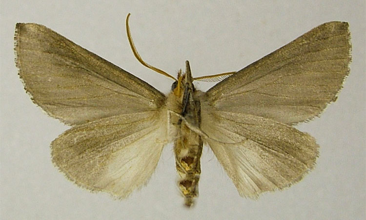 /filer/webapps/moths/media/images/D/drakensbergensis_Mauna_HT_ZSMb.jpg