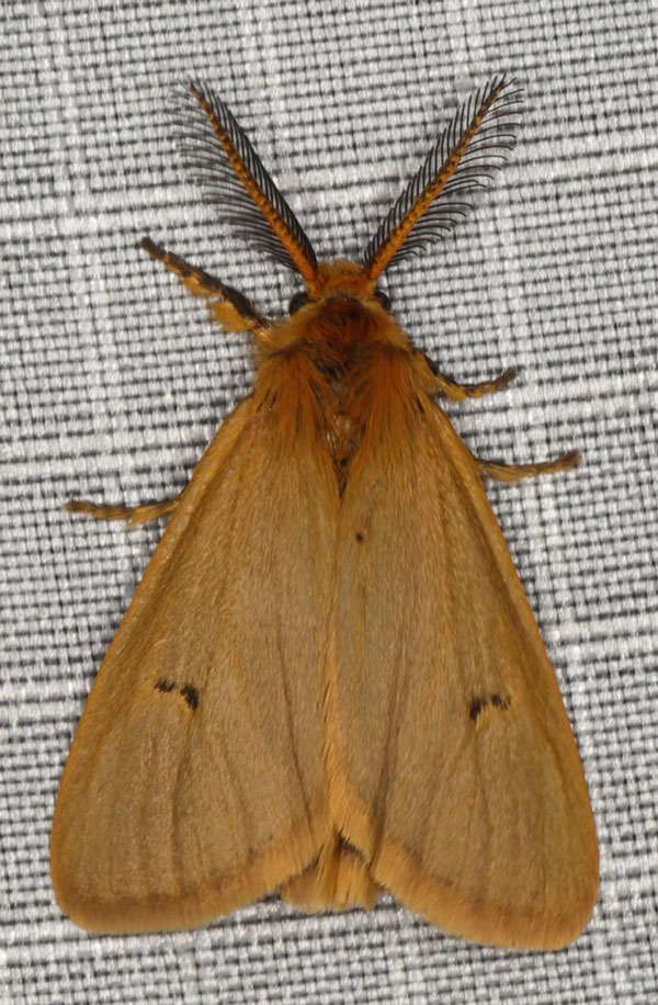 /filer/webapps/moths/media/images/D/dregei_Bracharoa_AM_Heyns_03.jpg