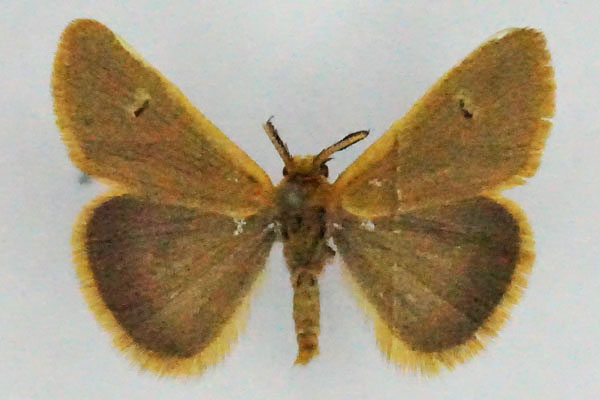 /filer/webapps/moths/media/images/D/dregei_Bracharoa_AM_Stroehle.jpg