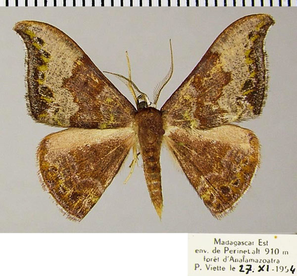 /filer/webapps/moths/media/images/D/drepana_Hypocoela_AM_ZSMa.jpg