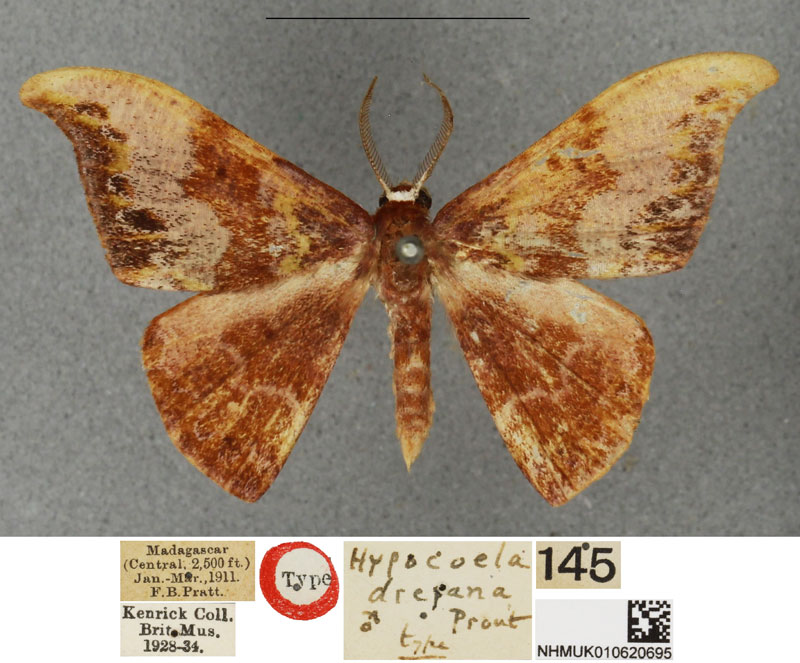 /filer/webapps/moths/media/images/D/drepana_Hypocoela_HT_BMNH.jpg