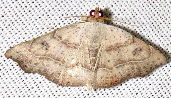 /filer/webapps/moths/media/images/D/drepanodes_Cautatha_A_Braun_05.jpg