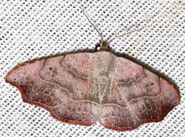 /filer/webapps/moths/media/images/D/drepanodes_Cautatha_A_Braun_06.jpg