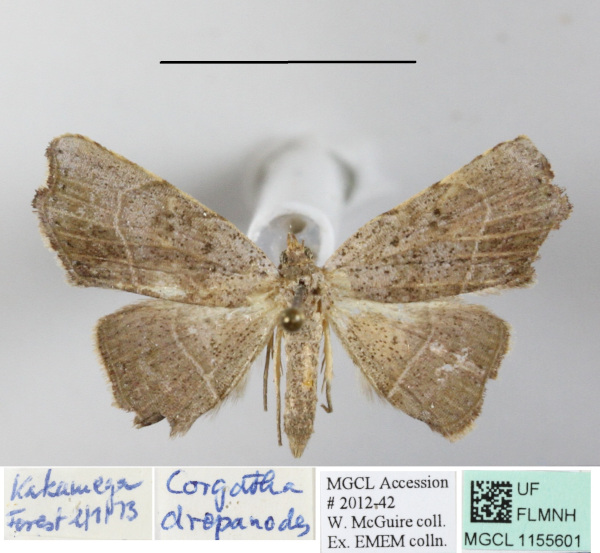 /filer/webapps/moths/media/images/D/drepanodes_Cautatha_A_MGCLa_01.jpg