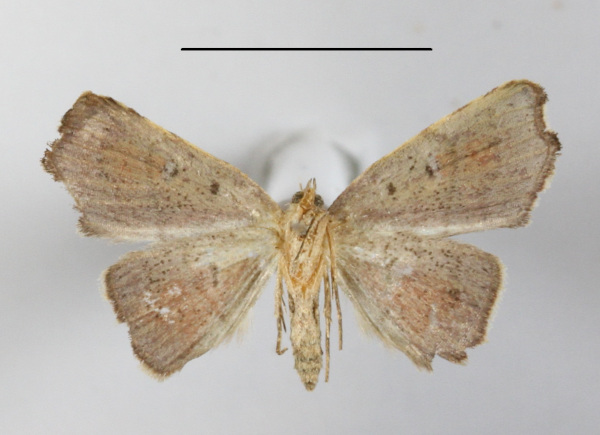 /filer/webapps/moths/media/images/D/drepanodes_Cautatha_A_MGCLb_01.jpg