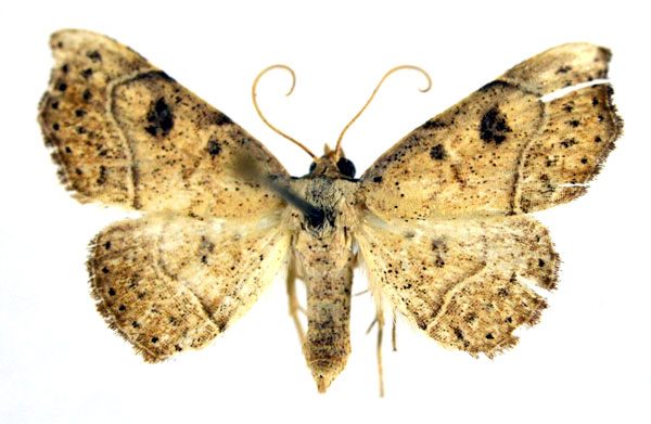 /filer/webapps/moths/media/images/D/drepanodes_Corgatha_A_NHMO.jpg