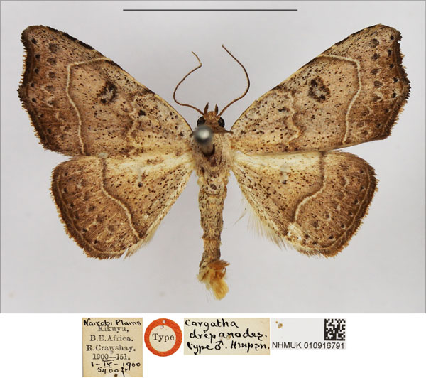 /filer/webapps/moths/media/images/D/drepanodes_Corgatha_HT_NHMUK.jpg
