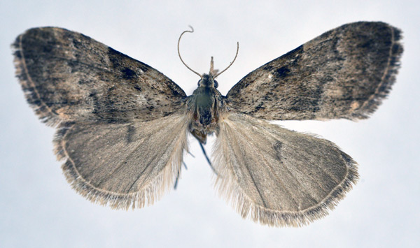 /filer/webapps/moths/media/images/D/drepanucha_Meganola_A_NHMO.jpg