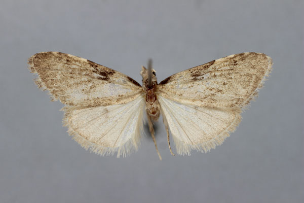 /filer/webapps/moths/media/images/D/drepanucha_Meganola_HT_BMNH.jpg