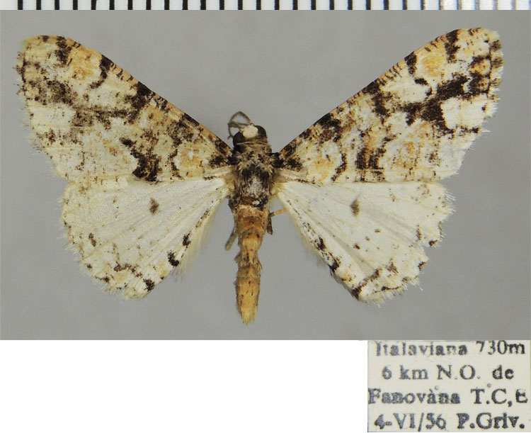 /filer/webapps/moths/media/images/D/dribraria_Ectropis_AM_ZSMa.jpg