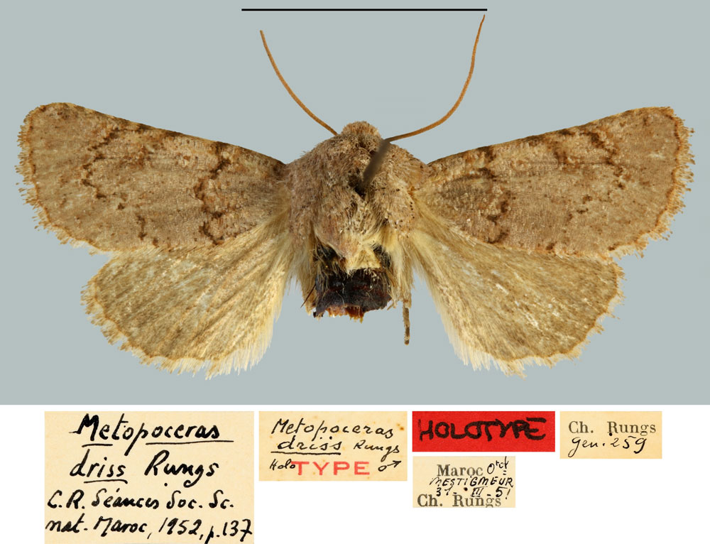 /filer/webapps/moths/media/images/D/driss_Metopoceras_HT_MNHN.jpg