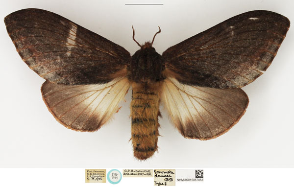 /filer/webapps/moths/media/images/D/drucei_Gonometa_STF_NHMUK.jpg