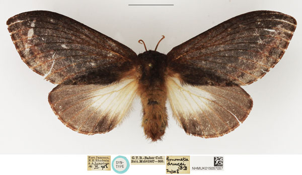 /filer/webapps/moths/media/images/D/drucei_Gonometa_STM_NHMUK.jpg