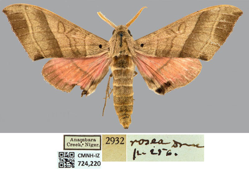 /filer/webapps/moths/media/images/D/drucei_Rufoclanis_AT_CMNHa.jpg