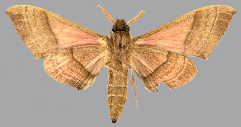 /filer/webapps/moths/media/images/D/drucei_Rufoclanis_AT_CMNHb.jpg
