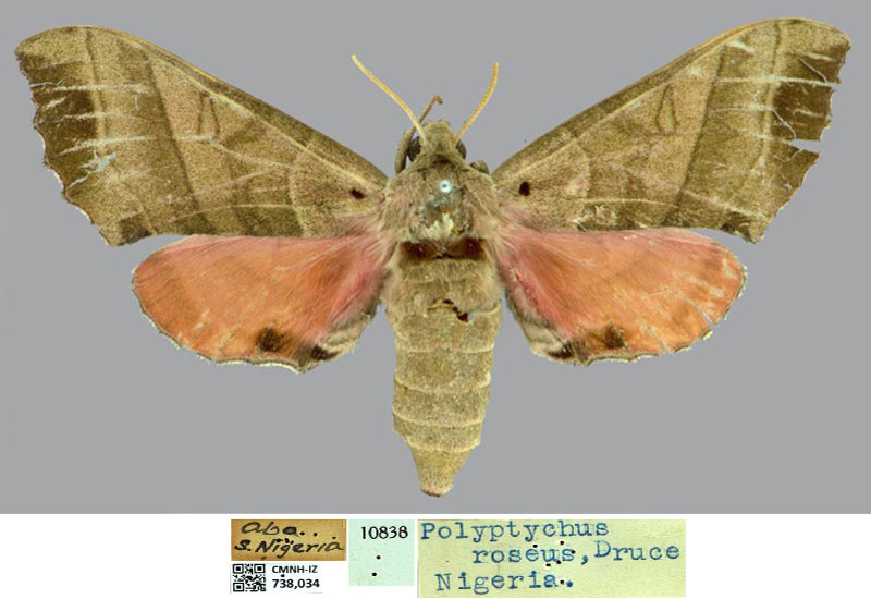/filer/webapps/moths/media/images/D/drucei_Rufoclanis_HT_CMNHa.jpg