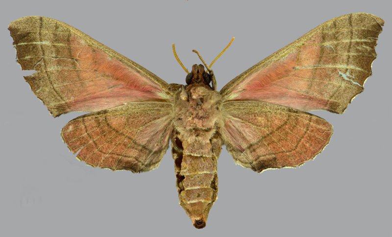 /filer/webapps/moths/media/images/D/drucei_Rufoclanis_HT_CMNHb.jpg