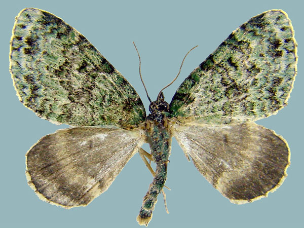 /filer/webapps/moths/media/images/D/dryas_Piercia_AM_ZSMa.jpg