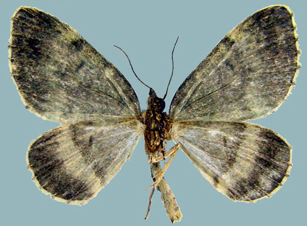 /filer/webapps/moths/media/images/D/dryas_Piercia_AM_ZSMb.jpg